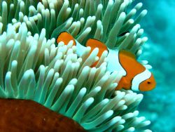 Clown fish taken at Hasting Reef Australia using an Olymp... by Tim Clark 